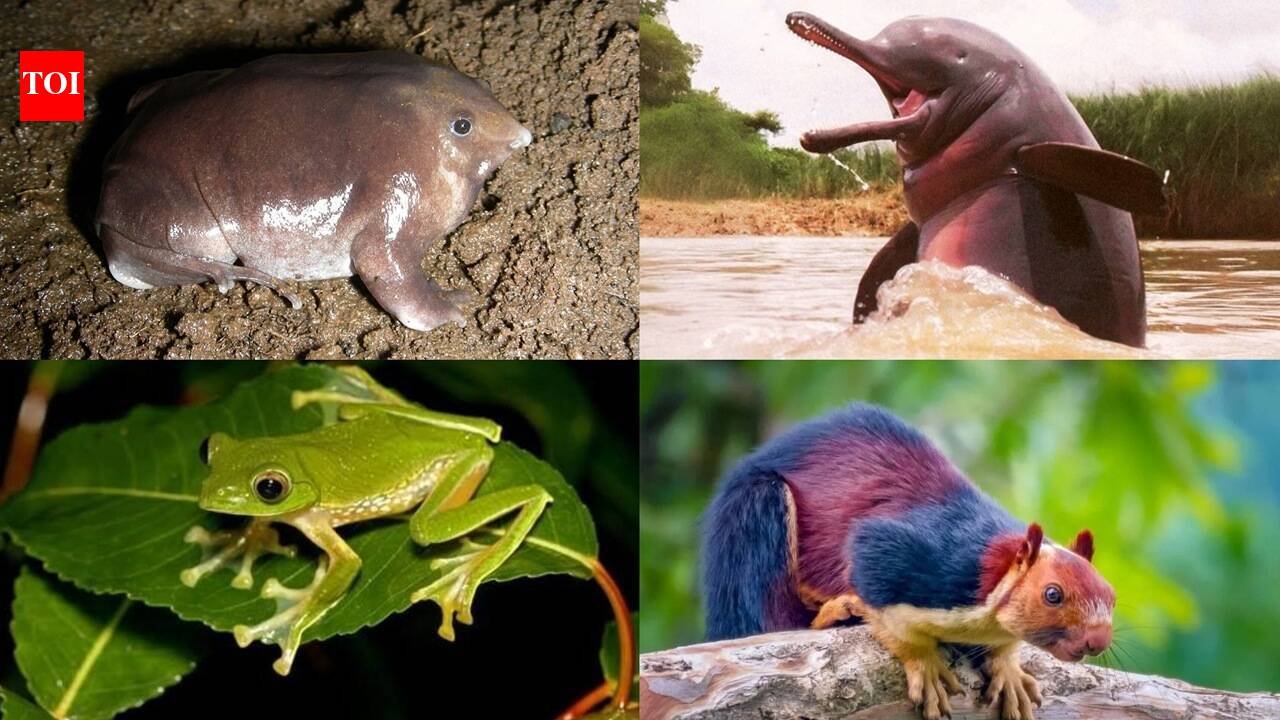 10 Indian animals that can leave you wondering: How does nature create this?