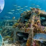 Western Australia sank 60 ten-tonne concrete fish boxes across two artificial reefs; three years later more than 60 fish species were recorded, up from about 12