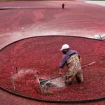 In 2018, Massachusetts removed the first of two old dams from former cranberry bogs; by 2020, 56 acres of wetlands had been rebuilt and 200+ native plant species had