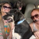 Florida volunteer pilots started flying animals out of overcrowded shelters in 2010; more than 12,000 rescued dogs and cats have now made the journey