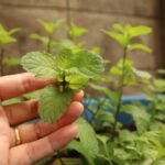 Growing Mint From Cuttings: How to grow pudina at home in just one pot: Easy steps to grow fresh mint leaves from cuttings