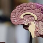 Not one, but two? Stanford University scientists find the brain is two separate organs |