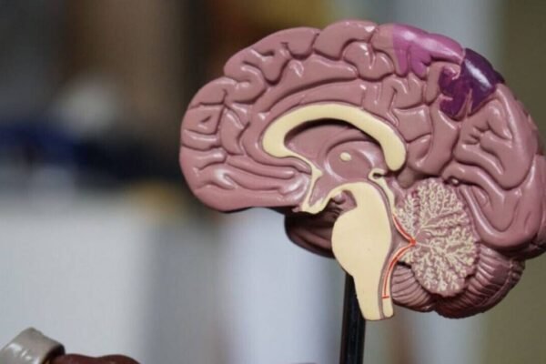 Not one, but two? Stanford University scientists find the brain is two separate organs |