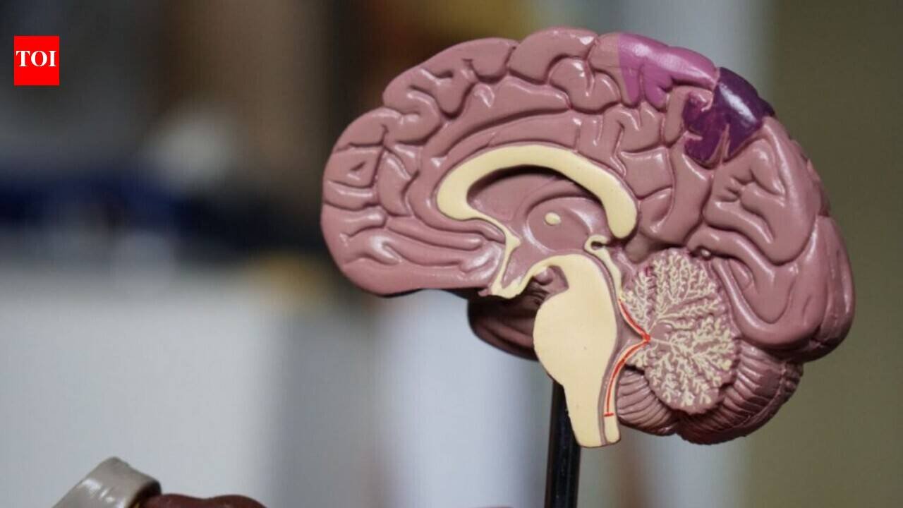 Not one, but two? Stanford University scientists find the brain is two separate organs |