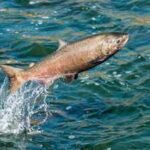 In 2024, California removed an 18-foot dam from Neefus Gulch and restored 1,600 feet of stream; by January 2026, 8 spawning nests were recorded above barriers salmon had been unable to pass for 70+ years