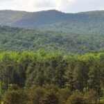 An 8,000-acre South Carolina forest was bought for conservation after drawing developer interest; the state now plans to acquire 4,148 acres for a new Carvers Bay State Forest