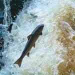 Maine removed a 60-year-old river barrier where only about 25 wild adult Atlantic salmon return each year; a new nature-like fishway aims to reopen migration routes