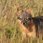 In 1999, just 15 island foxes remained on each of two California islands; captive breeding and ecosystem restoration pulled the species back from extinction