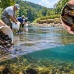 Alabama agencies released about 1,500 rare native mussels into the Paint Rock River after years of streambank repair and barrier removal, using the animals themselves to help filter and restore the river