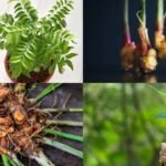 simple tips for a fresh and flavourful kitchen garden