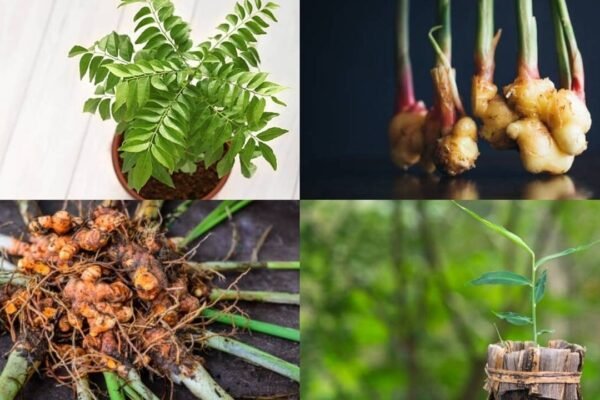 simple tips for a fresh and flavourful kitchen garden
