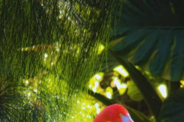 Stunningly beautiful pink birds from around the globe and where to spot them