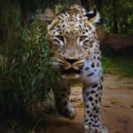 Leopard attack kills 35-year-old woman in Bahraich: What travellers should know before visiting Katarniaghat Wildlife Sanctuary, Uttar Pradesh |