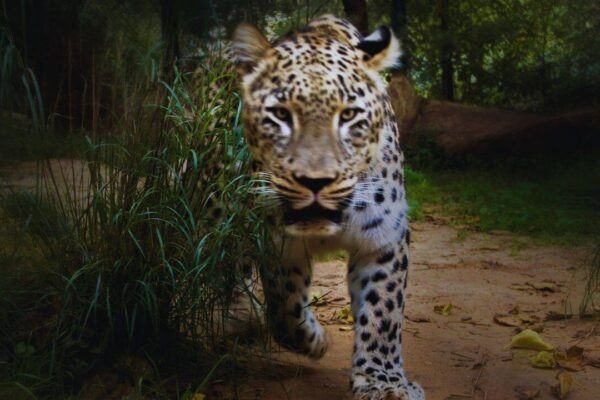 Leopard attack kills 35-year-old woman in Bahraich: What travellers should know before visiting Katarniaghat Wildlife Sanctuary, Uttar Pradesh |