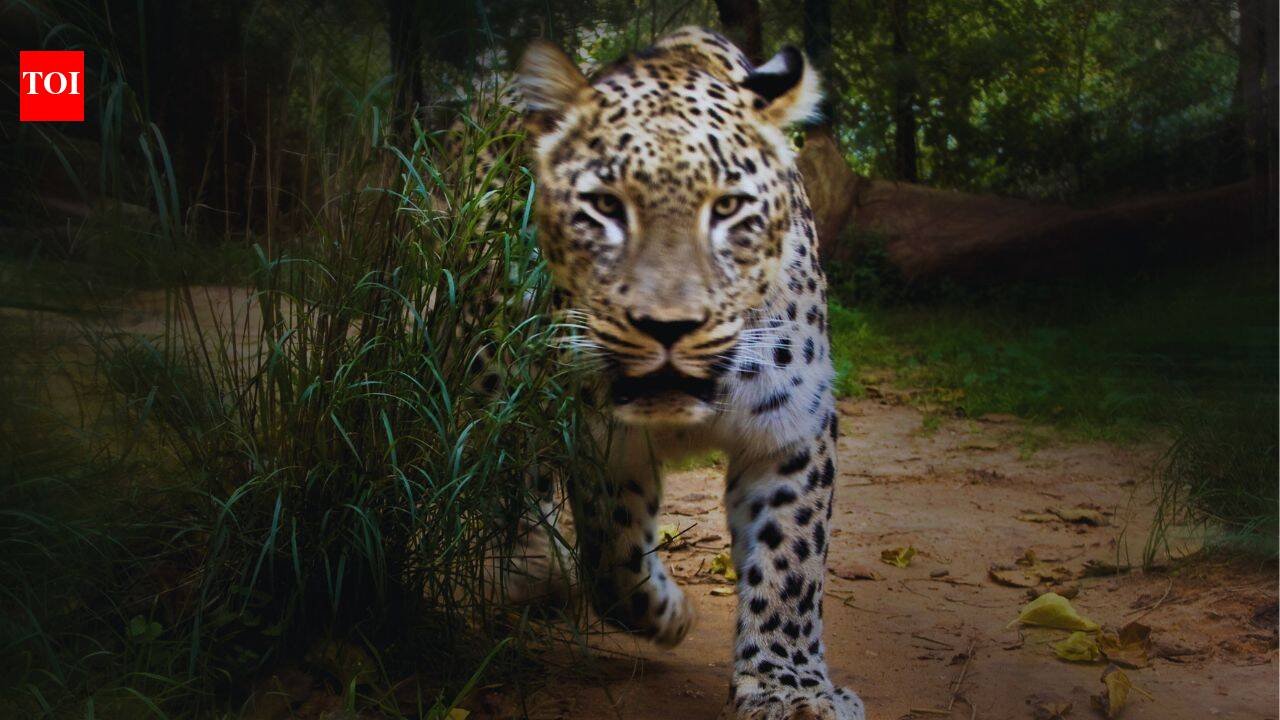 Leopard attack kills 35-year-old woman in Bahraich: What travellers should know before visiting Katarniaghat Wildlife Sanctuary, Uttar Pradesh |