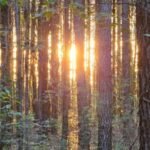 An 8,000-acre South Carolina forest was bought for conservation after drawing developer interest; the state now plans to acquire 4,148 acres for a new Carvers Bay State Forest