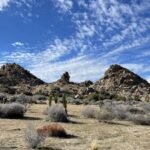 California acquired 640 acres near Pioneertown for western Joshua tree conservation; climate projections rank it among Southern California's best future habitats, with tribal co-management now being planned