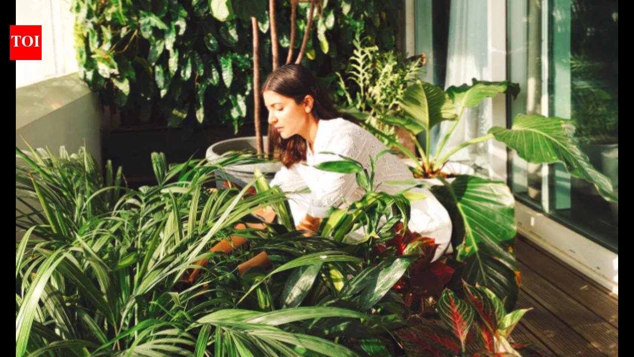 Anushka Sharma Plants: Anushka Sharma once revealed she had nearly 600 plants at home: Her simple decor tricks for making a room feel more alive