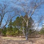 Illinois is starting a roughly $15 million restoration of 794 acres at Dutch Gap Forest Preserve, reversing more than a century of farm drainage to rebuild wetlands, streams, prairie and savanna