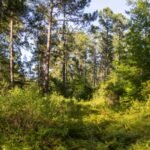 Forty-five North Carolina property owners sued over roads planned through their neighborhoods for the 1,800-home Hilton Bluffs project; the developer removed both links, then the county denied its revised one-access plan