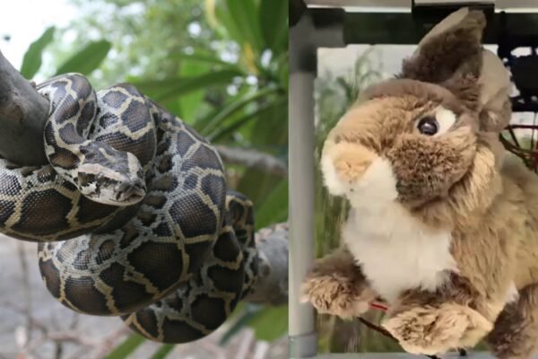 Burmese Python Invasive Species: In 2025, Florida researchers used fluffy rabbit robots to tackle the invasive Burmese python species, and the high-tech decoy helped attract snakes without harming real animals
