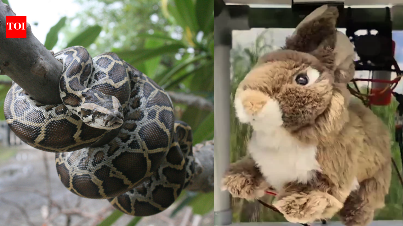 Burmese Python Invasive Species: In 2025, Florida researchers used fluffy rabbit robots to tackle the invasive Burmese python species, and the high-tech decoy helped attract snakes without harming real animals