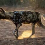 20 African wild dogs were brought back to a Zimbabwe park after disappearing for decades; conservationists rebuilt the ecosystem before their return |