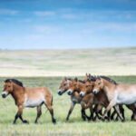 World’s only truly wild horse was once extinct in the wild; 40 years ago China began making efforts to bring it back, and now their population tops 900 and are independently reproducing