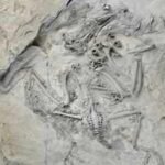 55-million-year-old fossil bird reveals how trogons evolved their unusual feet; reversed toe came before the big toe shrank |