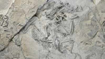 55-million-year-old fossil bird reveals how trogons evolved their unusual feet; reversed toe came before the big toe shrank |