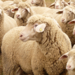 5,500 Dorper sheep worth more than $1.7 million stolen from Queensland property; police seek information months later