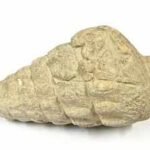 A 66-million-year-old gastropod fossil was found at a 5,000-year-old settlement in Ankara; ancient inhabitants may have brought it there