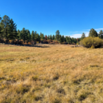 A Colorado family has protected a 684-acre ranch that stayed in the same family for 90 years; its old cabin once served as a ranger and postmaster station | World News