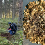 A man using a metal detector near a Finnish village finds more than 4,000 Viking Age silver coins in two birch-bark containers buried 39 feet apart | World News