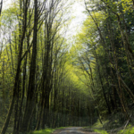 A new Oregon bill would transfer 18,626 acres of national forest to the Grand Ronde tribes; the land would remain open to the public while helping rebuild a reservation lost through federal termination