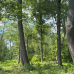 A Pennsylvania family protected a 30-acre farm beside 1,300 acres of preserved land; its mature oaks and hickories now provide habitat for turkeys, bats and hundreds of caterpillar species