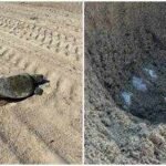 An olive ridley sea turtle lays eggs on Southern California beach for first time in recorded history; turtle eggs to be monitored for up to 60 days
