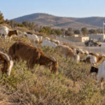 A San Diego military base has brought in almost 500 goats to eat dry brush, testing a wildfire-risk reduction idea its fire chief backed for years | World News