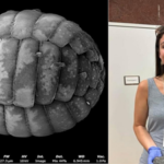 A scientist turned an $80 motel room into a makeshift lab; then she discovered two new species of microscopic amoebae |