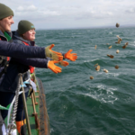 A Scottish river project set out to revive oysters that once covered an area the size of Edinburgh; now, 60,000 have been returned |