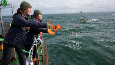 A Scottish river project set out to revive oysters that once covered an area the size of Edinburgh; now, 60,000 have been returned |