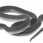 A snake found in Ethiopia’s Harenna Forest looked like a known species, but seven years of research revealed it was new to science |