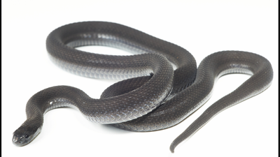 A snake found in Ethiopia’s Harenna Forest looked like a known species, but seven years of research revealed it was new to science |