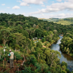 A South African farmer planted trees to stop erosion in 1976; 50 years later, the land became a major forest-restoration experiment﻿ | World News
