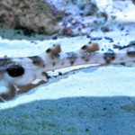 No-dad pup: Female shark produced baby without a male in Illinois zoo |
