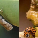 In 1957, a South American moth was released in the Caribbean to control prickly pear; by 1989 it had reached Florida and was attacking native and endangered cacti