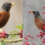 Feeding American Robins: This one fruit in your garden can attract American Robins: Here’s what to put out and how to do it right