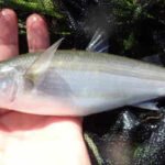 In 2020, Tasmania treated invasive rice grass in Duck Bay; three years later, fish species had more than doubled from 5 to 11 and average catches rose from about 2 to 45 per net