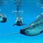 A narwhal can grow a single 10-feet tooth through its upper lip; scientists used 3D X-rays and 3 particle accelerators to discover how nature's only straight tusk stays straight