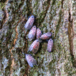 An invasive insect first found in Pennsylvania in 2014 spread across 18 US states; Canada has now confirmed its first spotted lanternfly detection in Windsor, putting grape-growing regions on alert